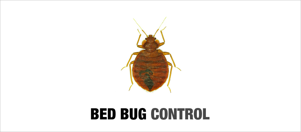 Pest Control Epsom