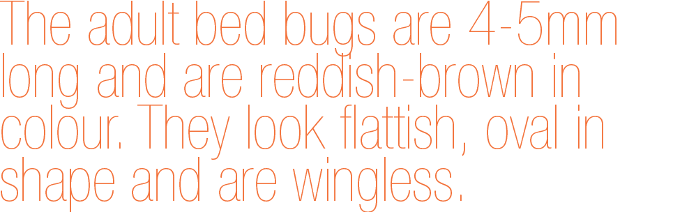 Bedbugs Redhill