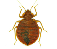 Bedbugs Leatherhead, Bedbugs Epsom